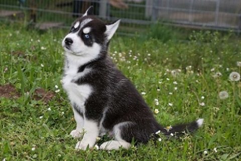 Good looking husky dogs with blue eyes