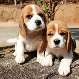 Healthy Potty Trained Beagle Puppies