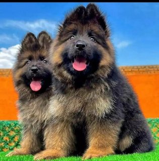 Pure breed German shepherd puppies 