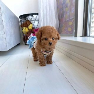 Toy poodle available for sale