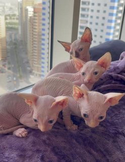 Syphix kittens for new home 