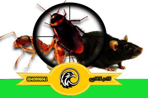 أفضل شركة مكافحة حشرات بالمدينة المنورة العلا والحناكية0540906041