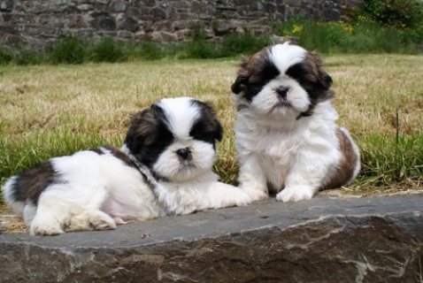 Fabulous Shih Tzu Puppies For Adoption 