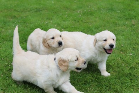 Affectionate Golden Retriever Puppies For Adoption