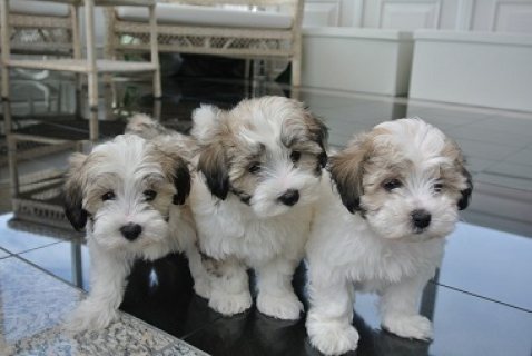   Potty Trained Teacup Maltipoo Puppies