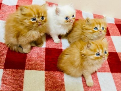 scottish fold kittens available for new home