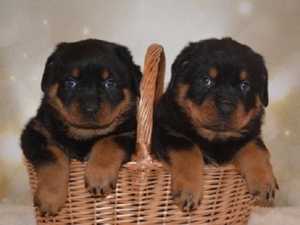 Vaccinated Rottweiler Puppies 