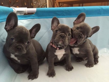 Trained French bulldogs 
