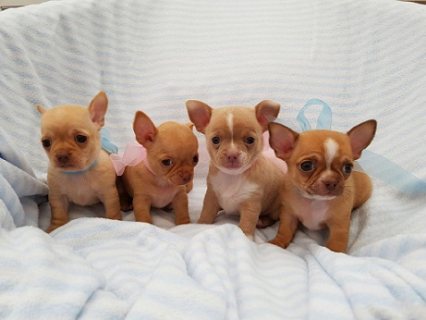 Pretty Gorgeous Chihuahua Pups Ready