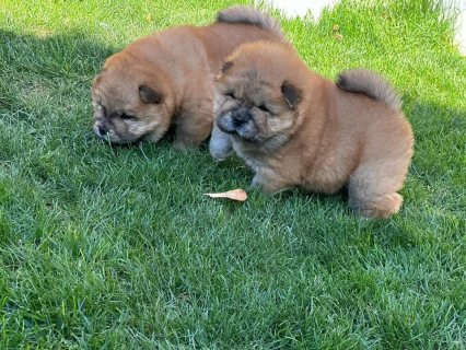 chowchow puppies for sale  