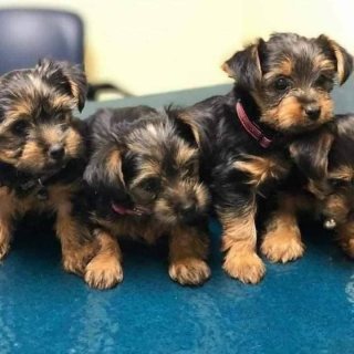 yorki puppies for sale 