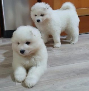 Gorgeous Samoyed Puppies
