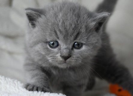 قطط بريطانية قصيرة الشعر جميلة جاهزة لمنزل جديد