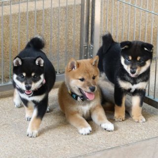   Shiba Inu Puppies for sale 