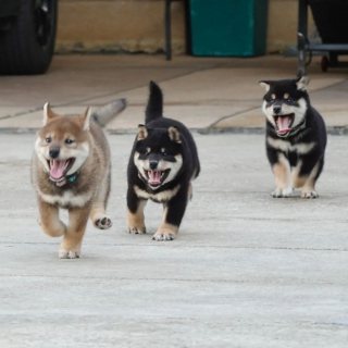   Shiba Inu Puppies for sale  2