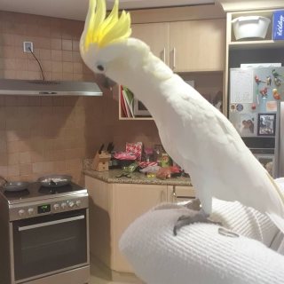  Sulphur-crested Cockatoo Parrots For Sale  2