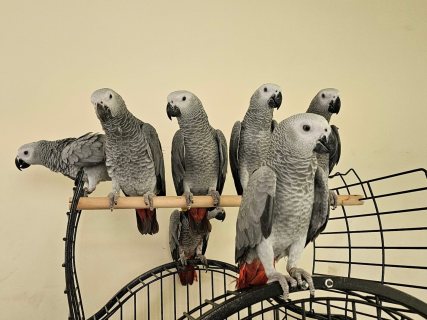  Talking African Grey Parrots for sale  1