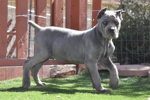   Cane Corso puppies for sale.  1