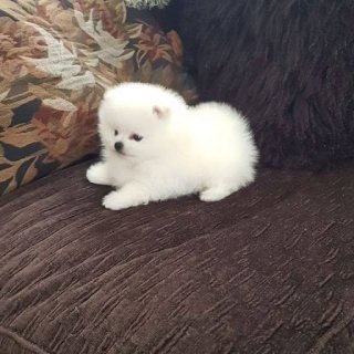  Beautiful, white Pomeranian girl is looking for good home.  1