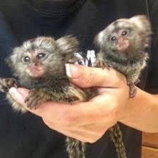 We have two lovely Capuchin monkeys for SALE WHATSAPP : +97152 916 1892 . 2