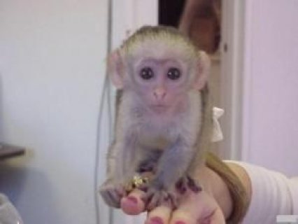 We have 2 Capuchin Monkeys for sale
