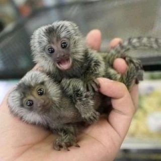Lovely Finger Marmoset Monkeys for sale 2