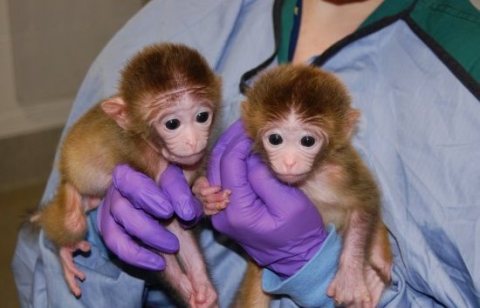 Marvelous Capuchin Monkeys for Sale 1
