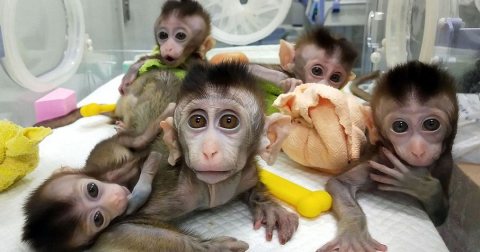 2 Intelligent Male and Female Capuchin monkeys 1