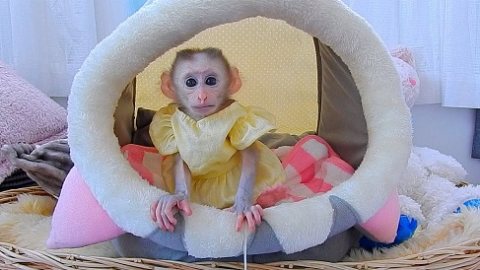 baby Capuchin monkeys available for adoption now!!!