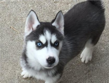 Siberian husky  puppies now ready for a new home
