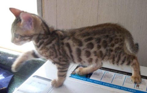 Bengal Kittens Available 1