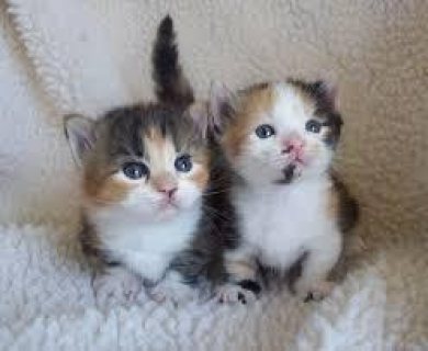 Munchkin Kittens Registered 1