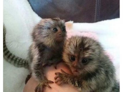 Baby Marmoset Contact us By Whatsapp :+351969586167