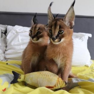 Caracal Kittens Contact us By Whatsapp :+351969586167