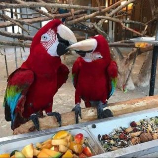  Green Wing scarlet Macaws Contact us By Whatsapp :+351969586167 
