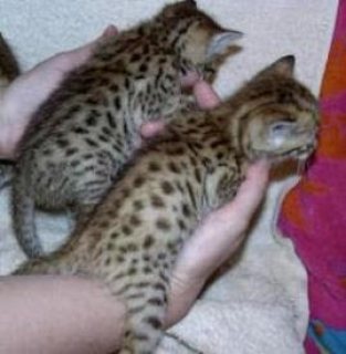 Bengal kittens Contact us By Whatsapp :+351969586167