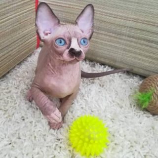 Please Contact us By Whatsapp :+351969586167  Sphynx Kittens For Sale