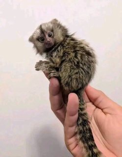 Brave Marmoset Monkey 