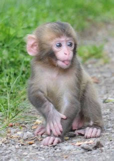 Hand Raised Pygmy Marmoset Monkey for Sale.WHATSAPP : +97152 916 1892
