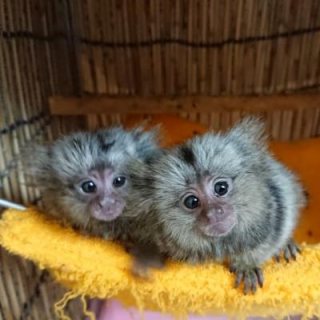 well trained baby Marmoset & Marmoset monkeys .WHATSAPP :  +97152 916 1892