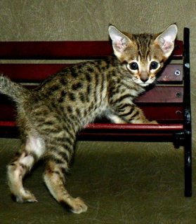 Savannah Kitten For Adoption