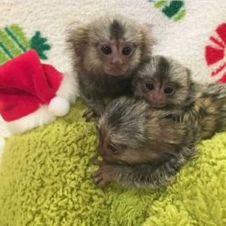 Male and Female Baby Marmoset Monkeys for adoption. WHATSAPP: +97152 916 1892