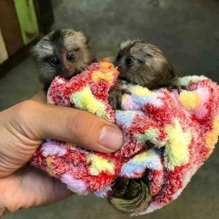 Two Marmoset Monkeys for sale.WHATSAPP: +97152 916 1892