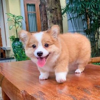 Pembroke Welsh Corgi Puppies for sale. WHATSAPP: +97152 916 1892