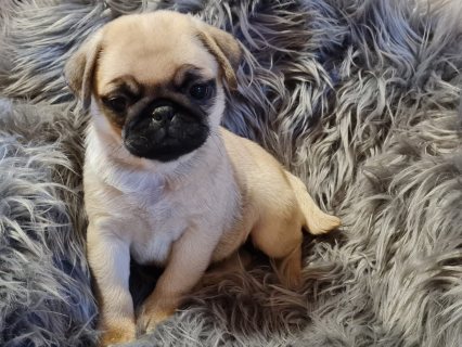 Pug Puppies For Sale. WHATSAPP: +97152 916 1892