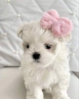 Gorgeous white Maltese Puppies