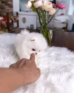 Two Awesome T-Cup Pomeranian Puppies