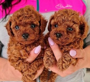 Gorgeous Toy Poodle Puppies for Sale 1