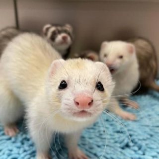  Loving ferrets for salePlease Contact us By Whatsapp +447427712081 