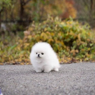  Awesome T-Cup Pomeranian Puppies ,Whatsapp :+1(716) 202-0709‬  1